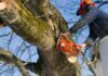Everything You Need to Know About Tree Surgery Everything You Need to Know About Tree Surgery