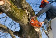 Everything You Need to Know About Tree Surgery Everything You Need to Know About Tree Surgery