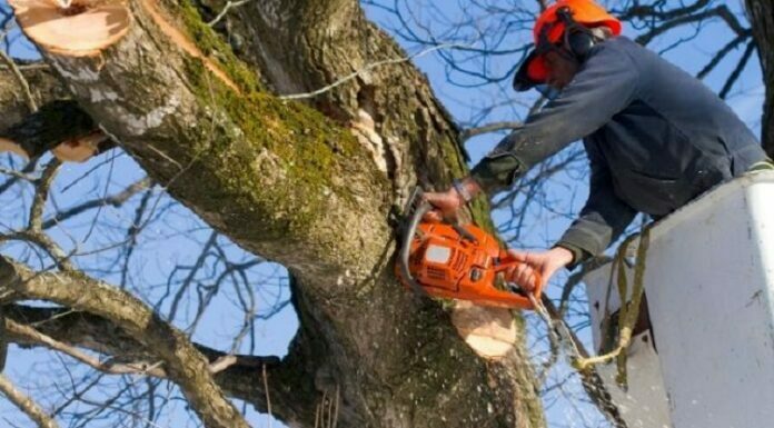 Everything You Need to Know About Tree Surgery Everything You Need to Know About Tree Surgery