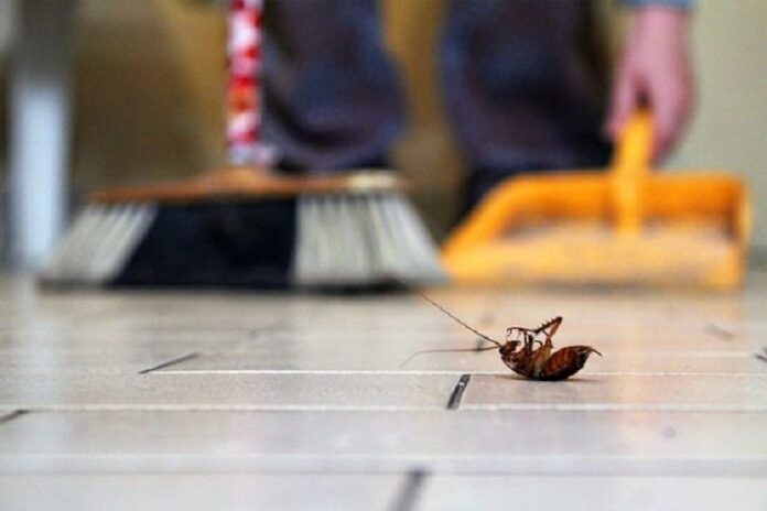 pest control pest control