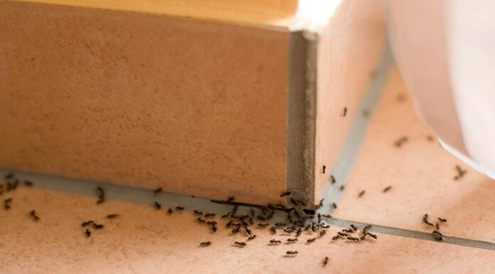 Pantry Pests and Allergies: How Infestations Can Affect Your Health Pantry Pests