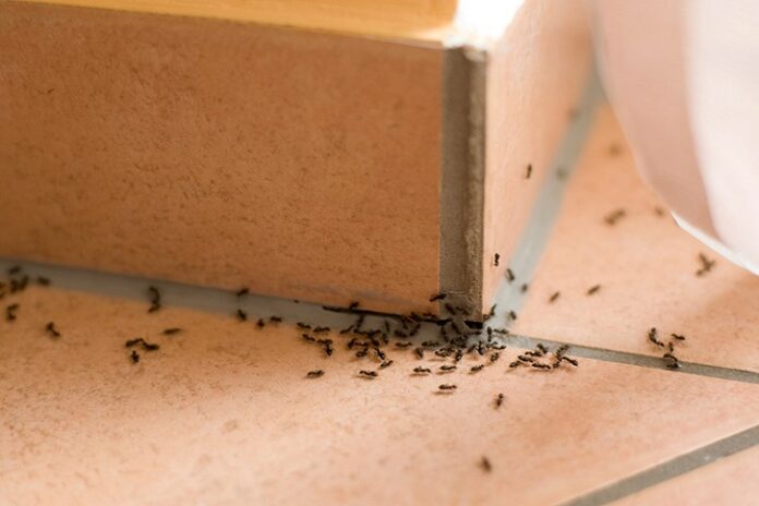 Pantry Pests Pantry Pests