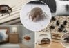 How Changing Seasons in Longview Can Affect Pest Activity Pointe Pest Control
