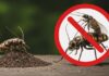 5 Reston, VA Pests that Homeowners Should Know About VA Pests