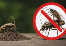 5 Reston, VA Pests that Homeowners Should Know About VA Pests